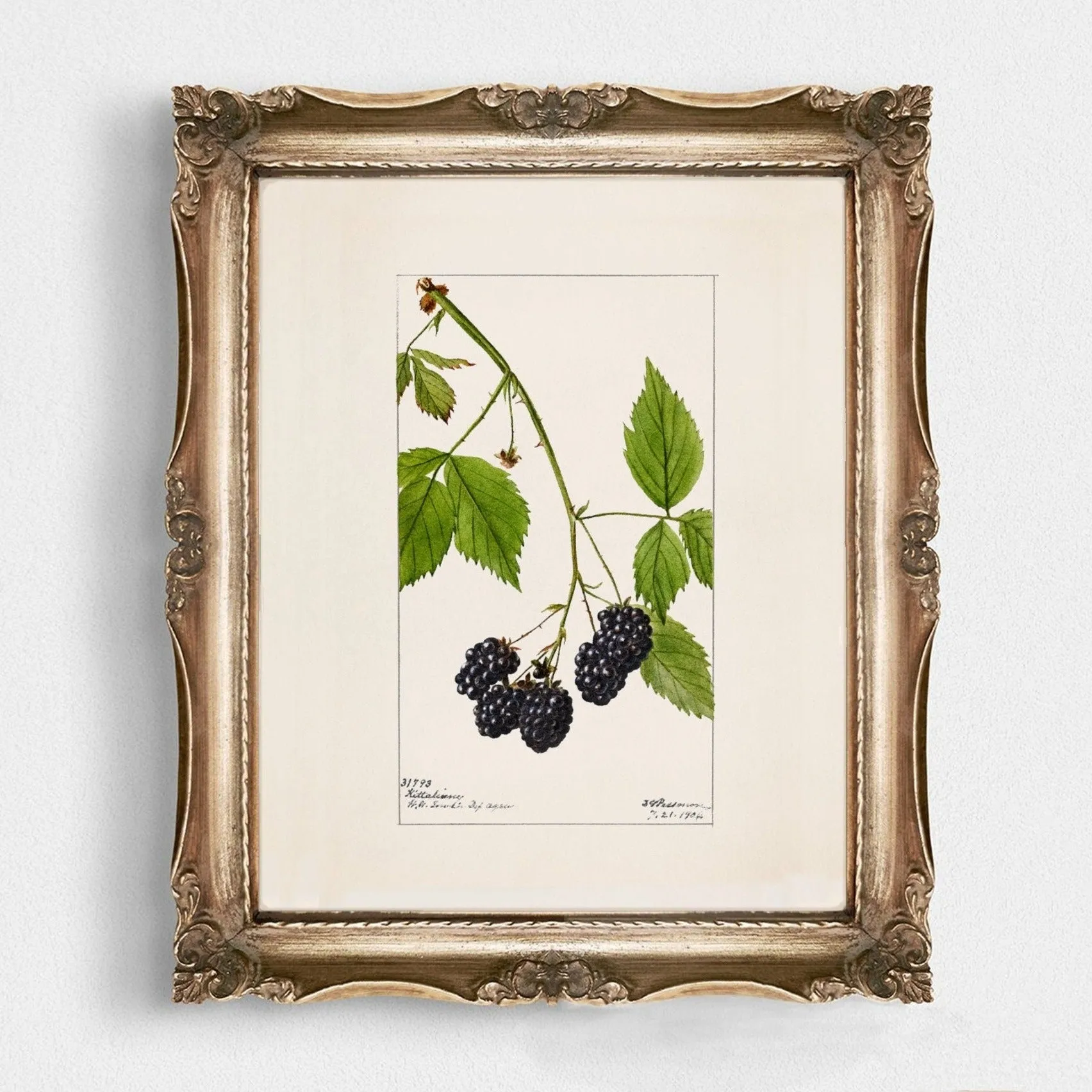 Blackberries Vintage Art