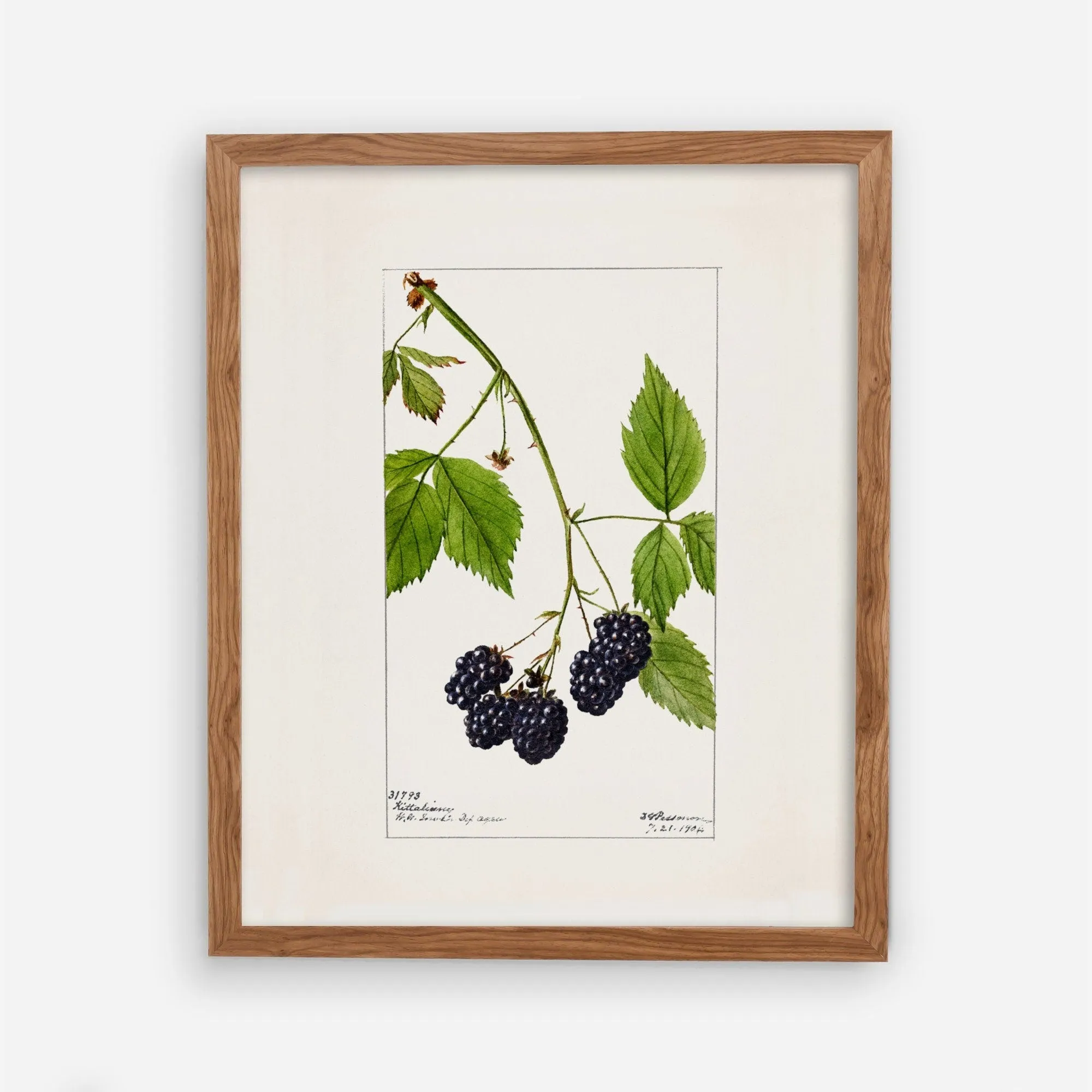 Blackberries Vintage Art