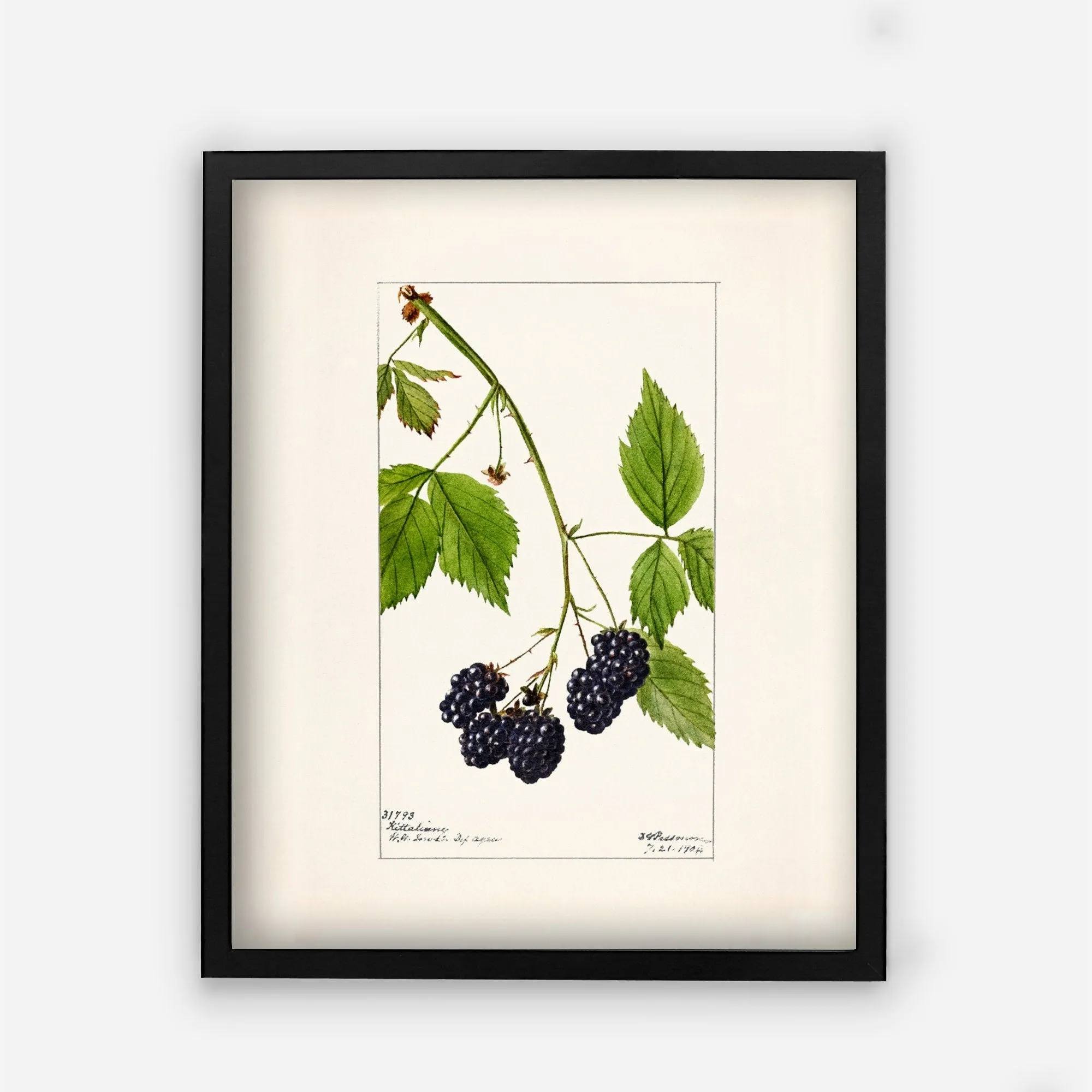 Blackberries Vintage Art