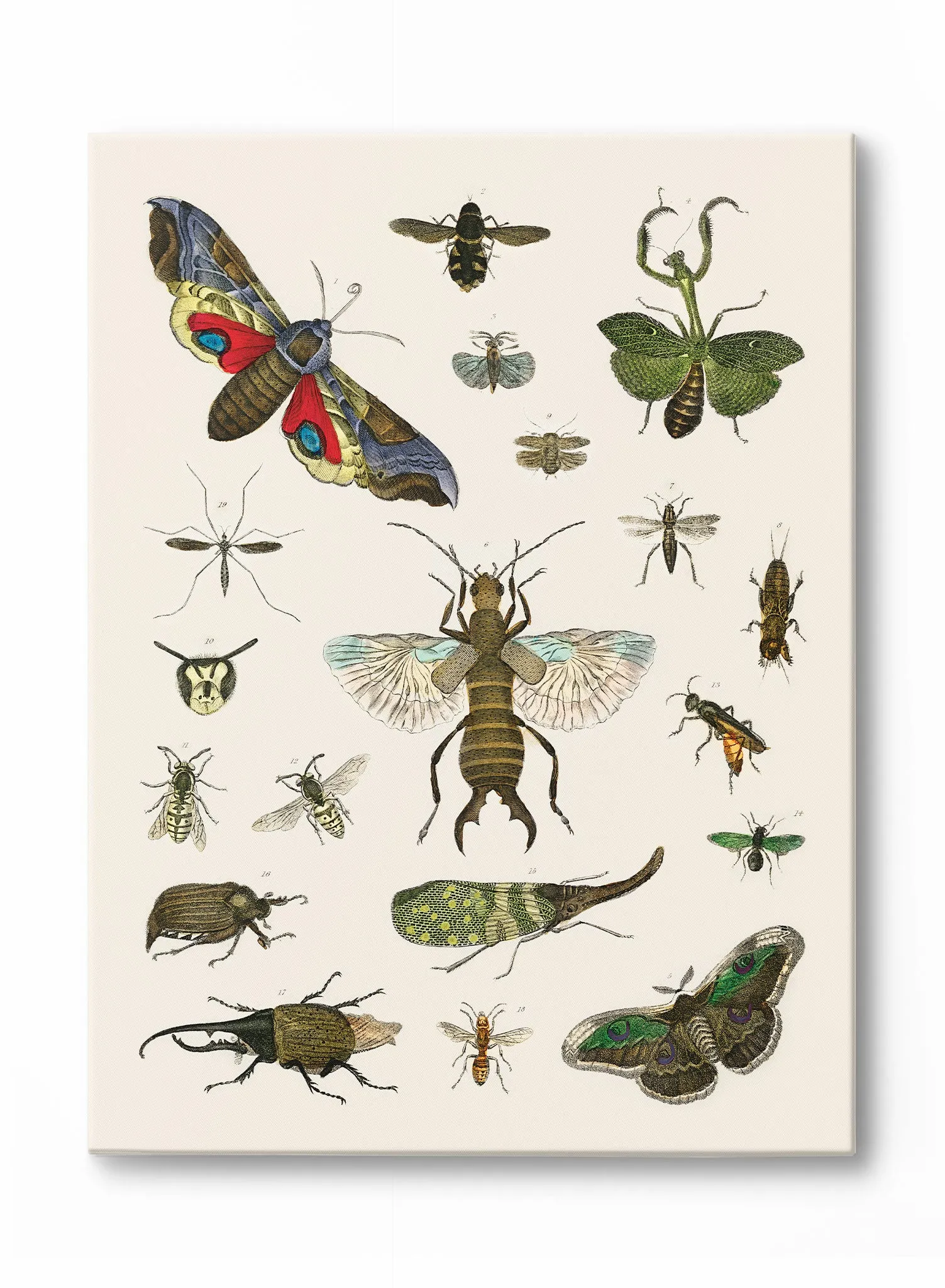 Bug Studies, Poster