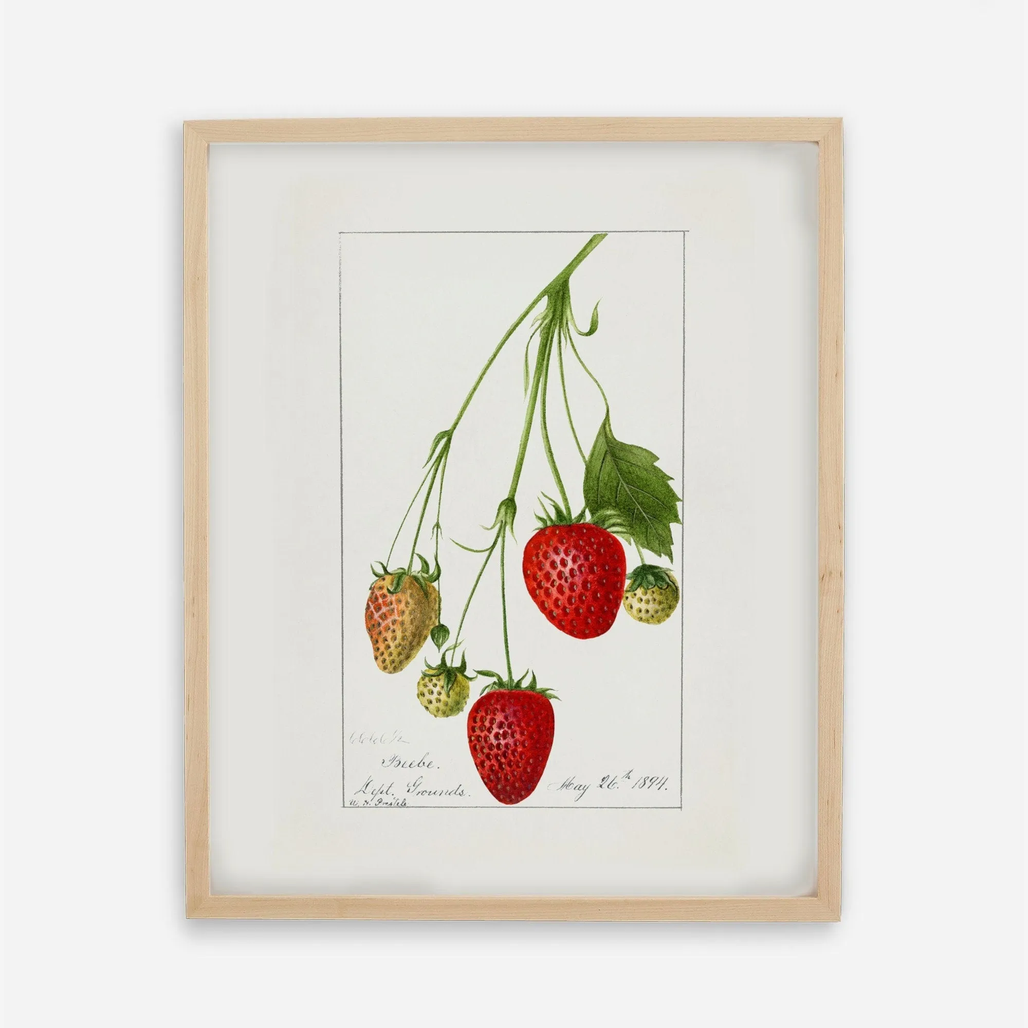 Vintage Strawberry Plant Kitchen Wall Art